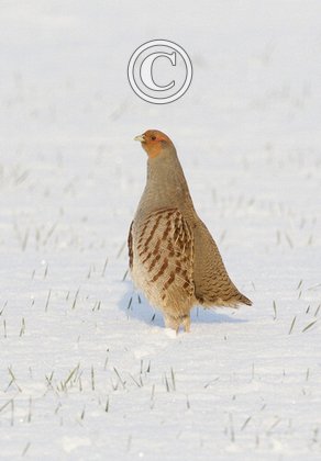 Grey Partridge in the Snow DM1399